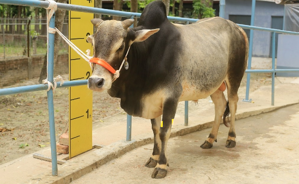 Male - Bull (ষাঁড়)